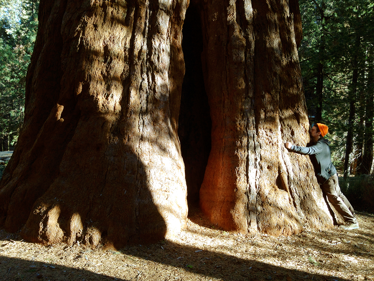 The General Sherman Tree | The Court Tour x Travis Knight